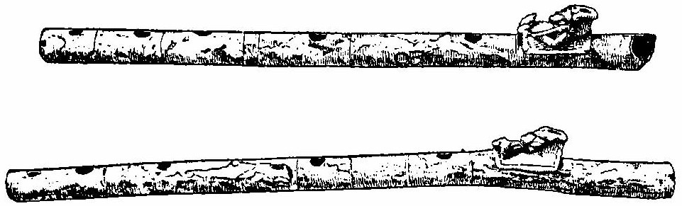 A photo of the plagiaulos