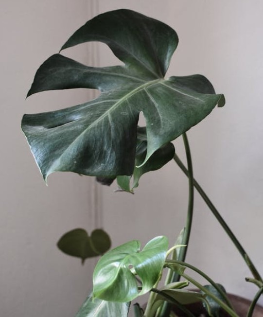 Applying the Sound Absorption Techniques